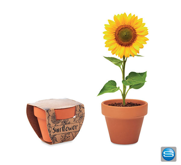 Sonnenblumen Samen mit kleinem Topf