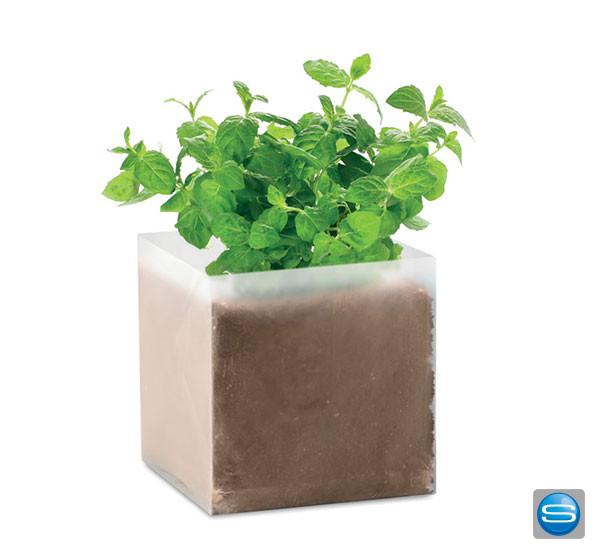 Pflanz Set Minze als Kundengeschenk