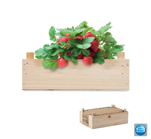 Saat Set Erdbeeren in einer Holzkiste mit Ihrem Logo