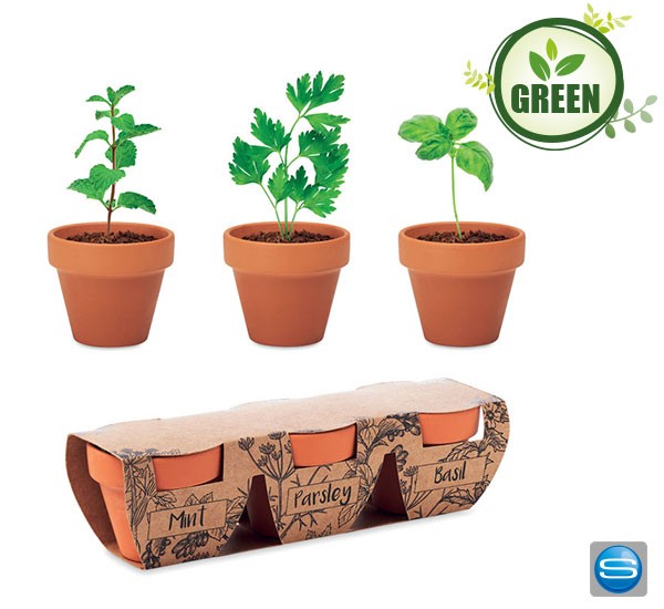 Terrakotta-Töpfe Set mit Kräutern als Werbegeschenk