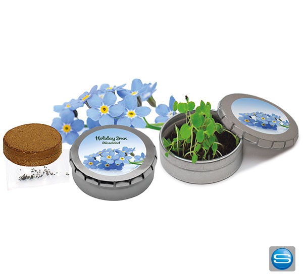 Vergiss mein Nicht in Dose zum Selbstanpflanzen