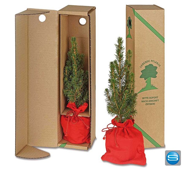 Fichtenbäumchen als Weihnachtsgruß